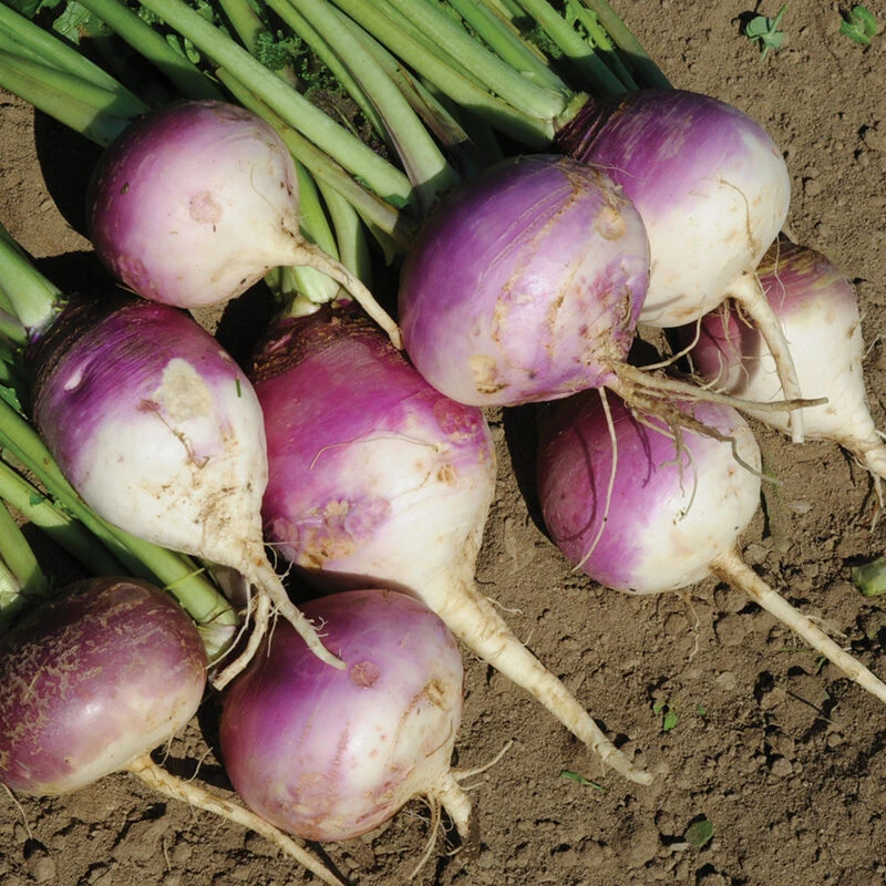 Purple Top Forage Turnips 1 Purple Top Forage Turnips