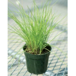 Staro -Florabound Sales 00840 03 staro