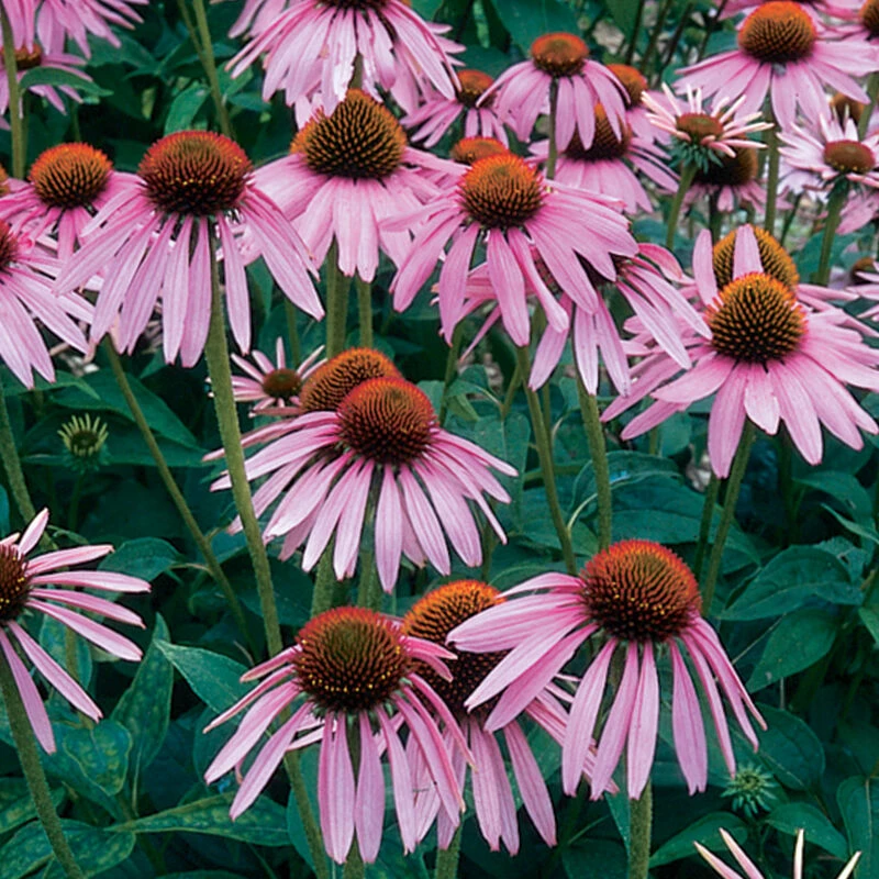 Echinacea Purpurea 1 Echinacea Purpurea