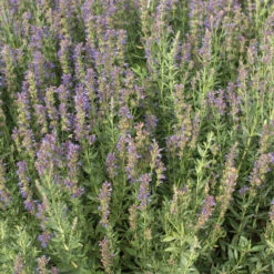 Hyssop