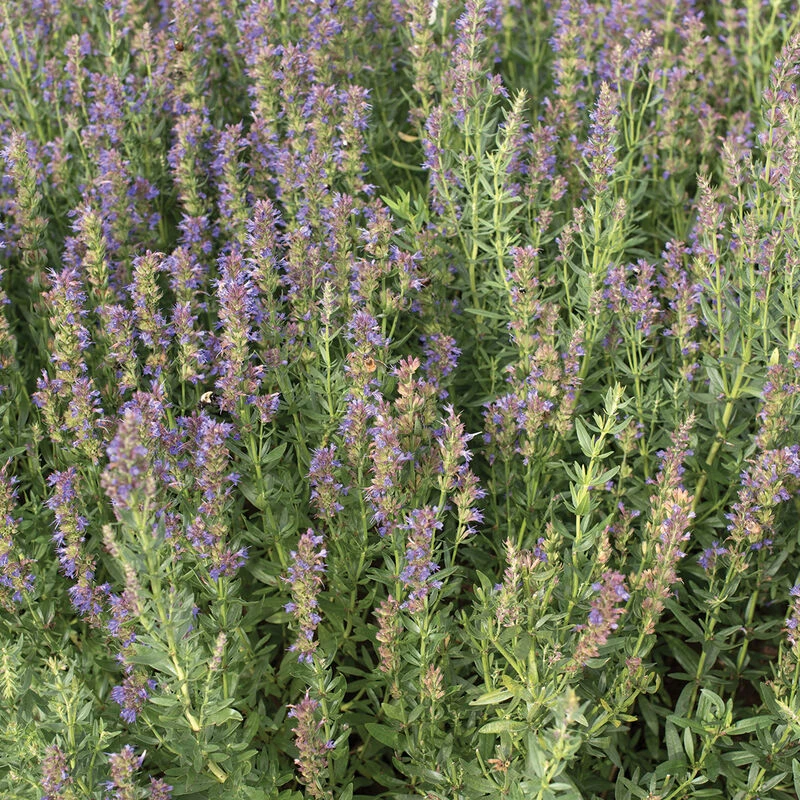 Hyssop