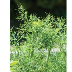 Fernleaf -Florabound Sales 00921 02 fernleafdill