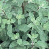 Sweet Marjoram
