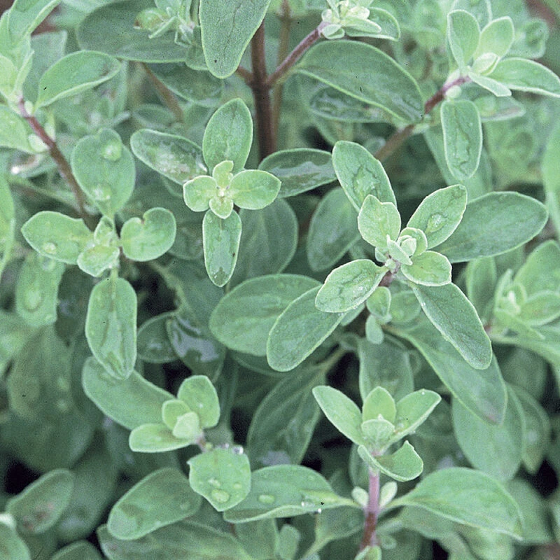 Sweet Marjoram 1 Sweet Marjoram