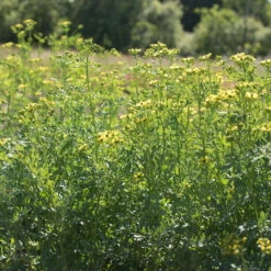 Rue -Florabound Sales 00974 03 rue