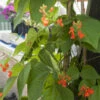 Scarlet Runner Bean