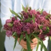 Swamp Milkweed
