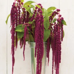 Love-Lies-Bleeding