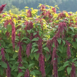 Love-Lies-Bleeding -Florabound Sales 01139 03 love lies bleeding