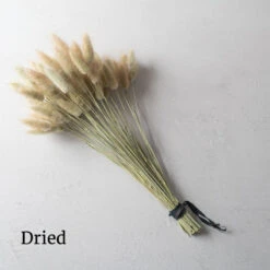 Hare's Tail Grass -Florabound Sales 01551 03 haretail grass dried flower