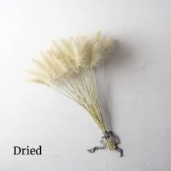 Feathertop -Florabound Sales 01584 03 feathertop dried flower