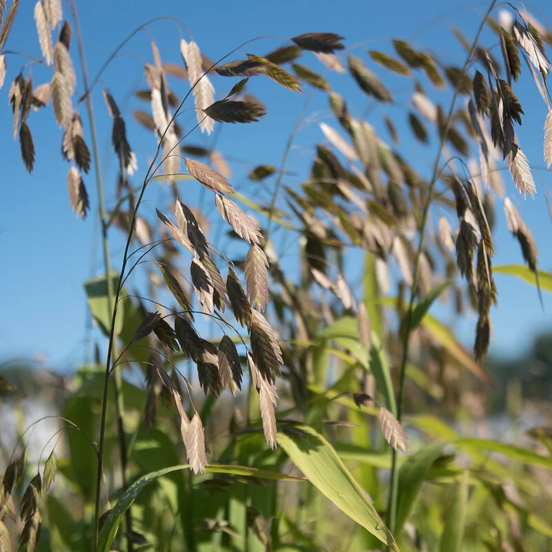 Northern Sea Oats 1 Northern Sea Oats