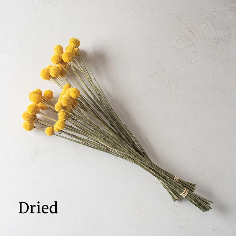 Sun Ball 2 Sun Ball - Image 2