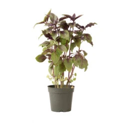 Aromatto 5 Aromatto -Florabound Sales 01772g 03 aromotto