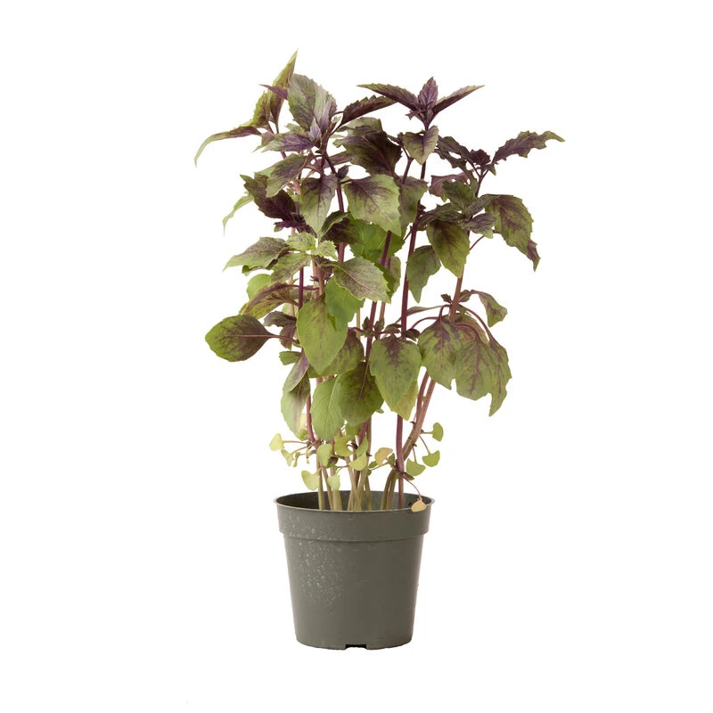 Aromatto 3 Aromatto - Image 3