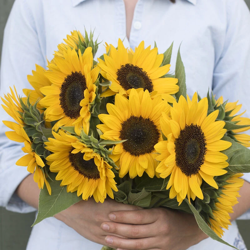 Sunrich Orange Summer 2 Sunrich Orange Summer - Image 2