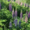 Perennial Lupine