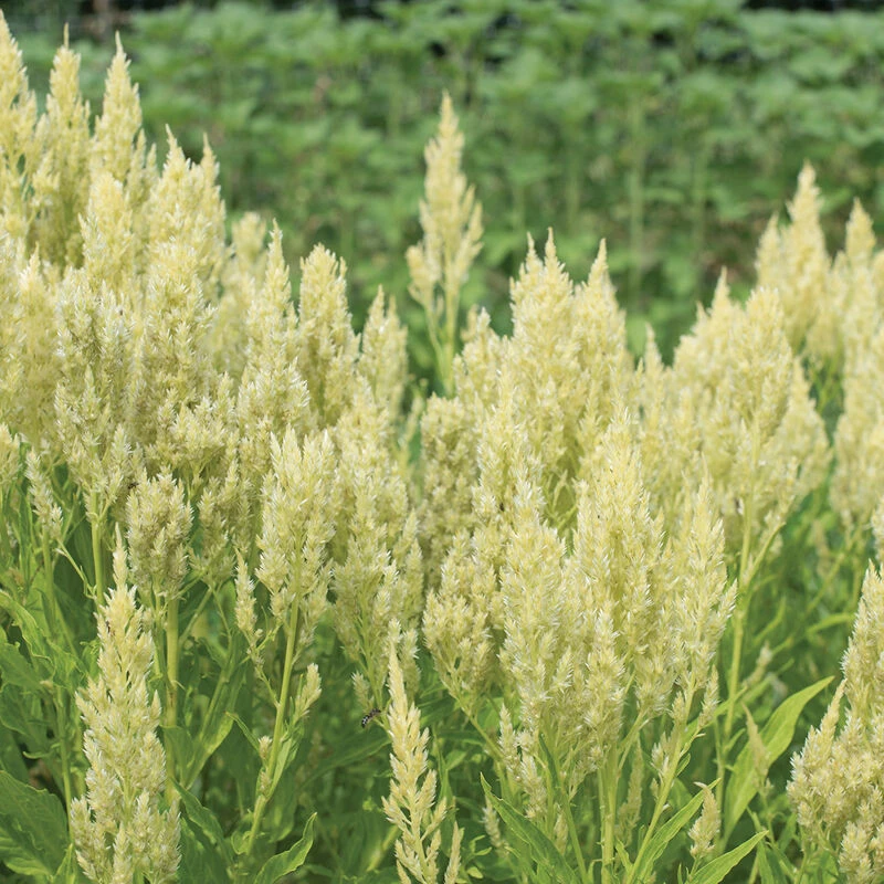 Sylphid 2 Sylphid - Image 2