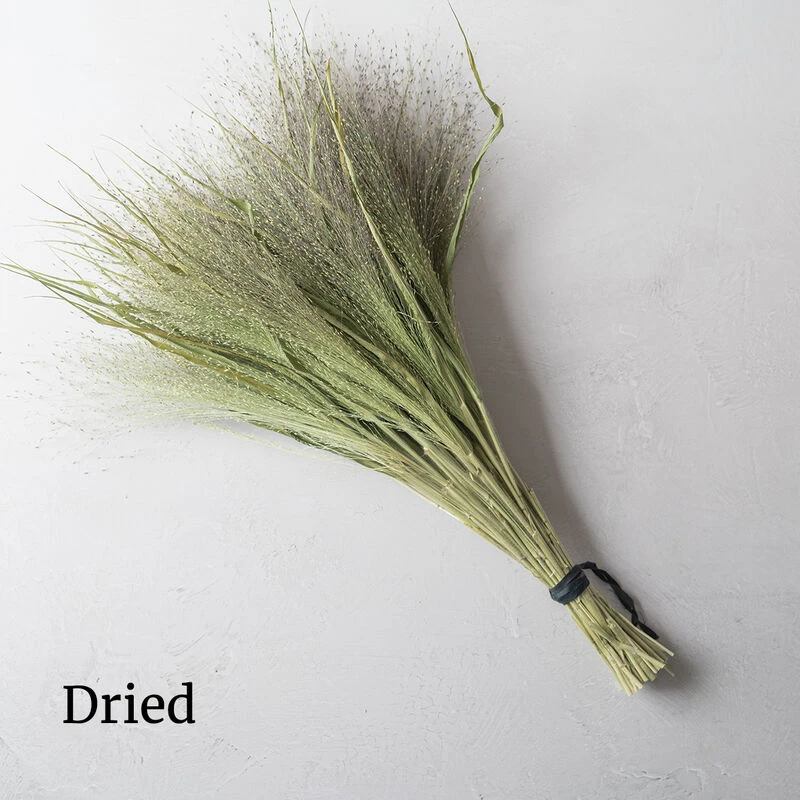 Frosted Explosion 2 Frosted Explosion - Image 2