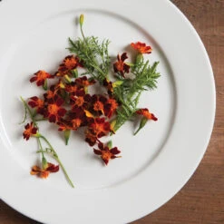 Red Gem -Florabound Sales 01857 02 redgem