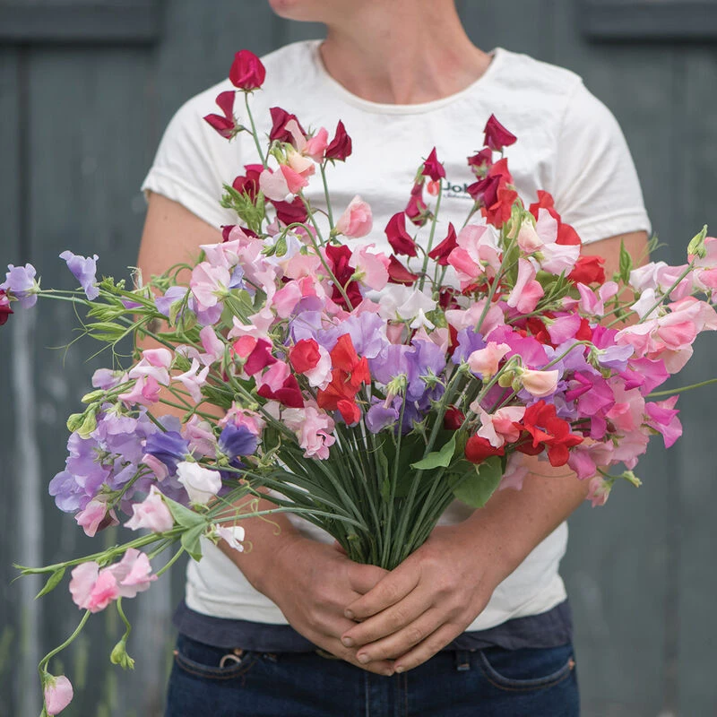 Elegance Formula Mix 1 Elegance Formula Mix