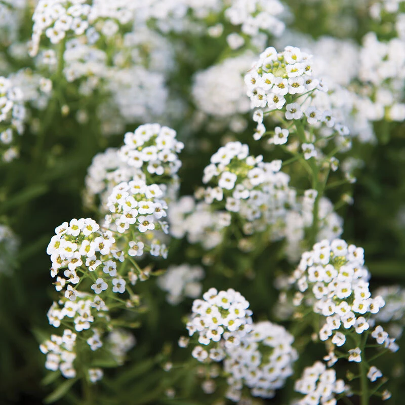 Sweet Alyssum 1 Sweet Alyssum
