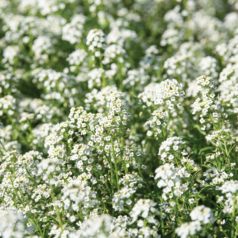 Sweet Alyssum 2 Sweet Alyssum - Image 2
