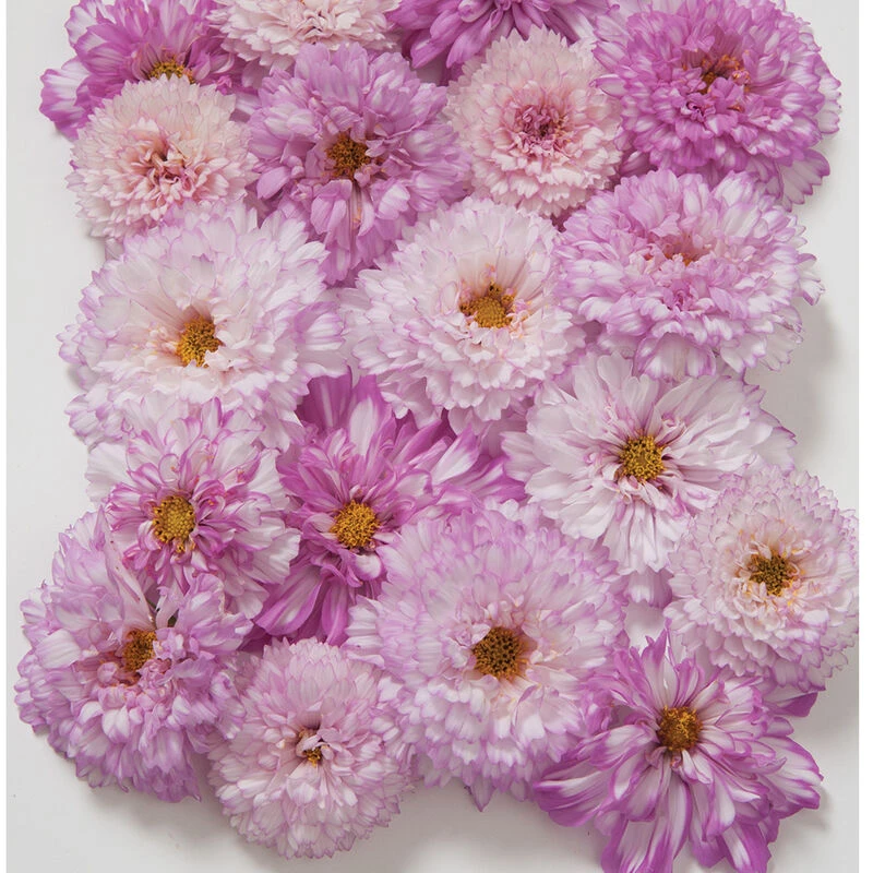 Double Click Bicolor Pink 2 Double Click Bicolor Pink - Image 2