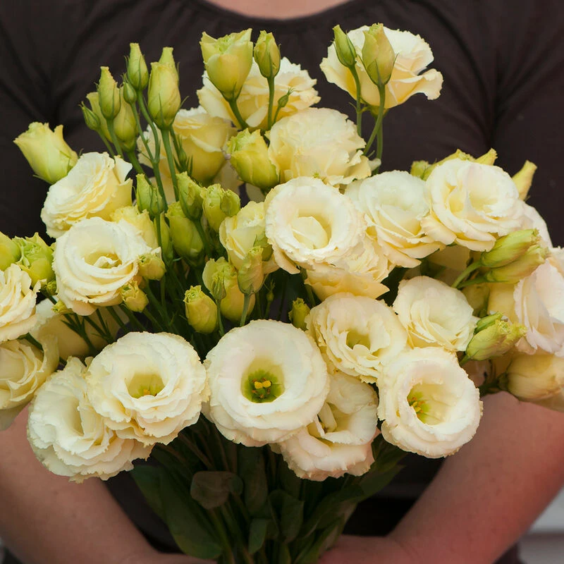 Arena III Gold 1 Arena III Gold