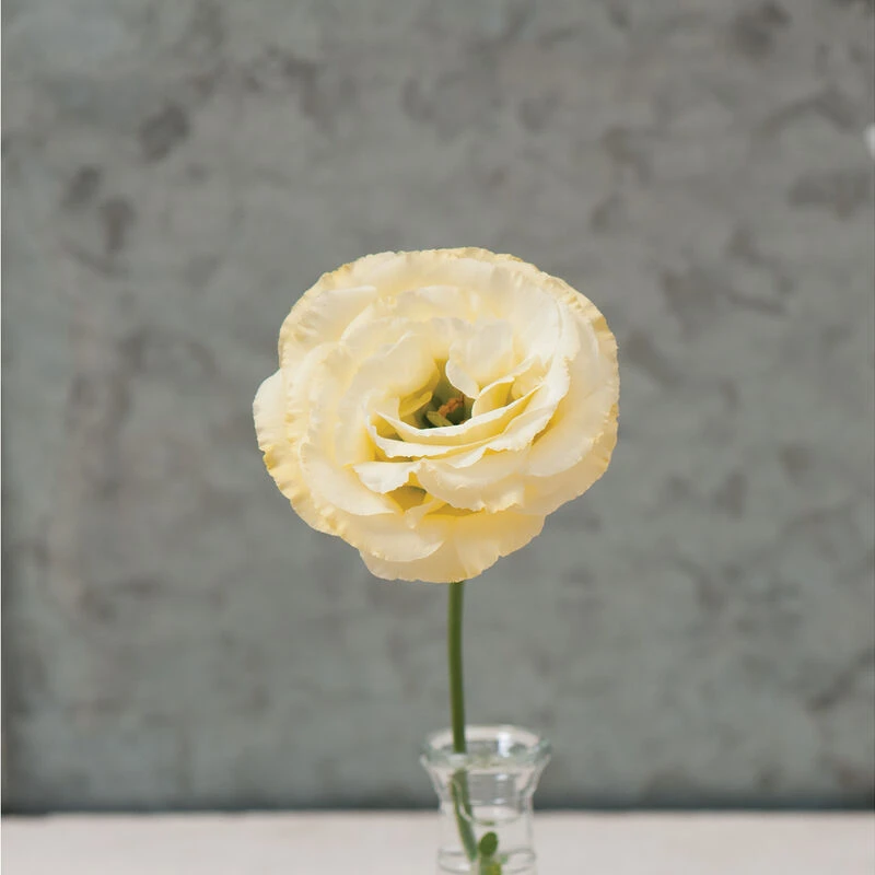 Arena III Gold 2 Arena III Gold - Image 2