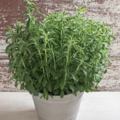 Stevia