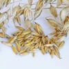 Oats (Common)