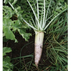 Oilseed Radish -Florabound Sales 02906 03 oilseedradish