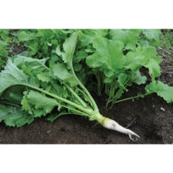 Oilseed Radish -Florabound Sales 02906 04 oilseedradish