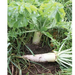 Oilseed Radish -Florabound Sales 02906 05 oilseedradish