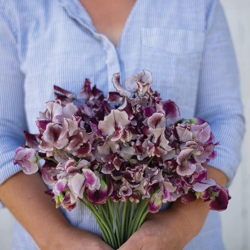 Wiltshire Ripple 1 Wiltshire Ripple