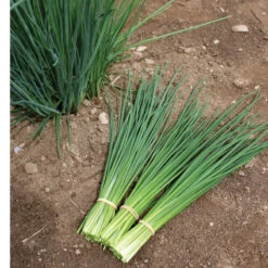 Dolores -Florabound Sales 03290 03 dolores