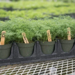 Teddy -Florabound Sales 03293 03 teddy