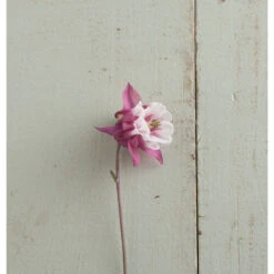 Pink Petticoat -Florabound Sales 03296 02 pink petticoat