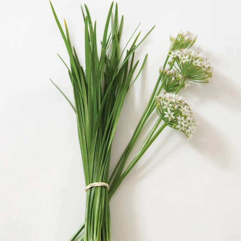 Chinese Leeks/Garlic Chives 1 Chinese Leeks/Garlic Chives