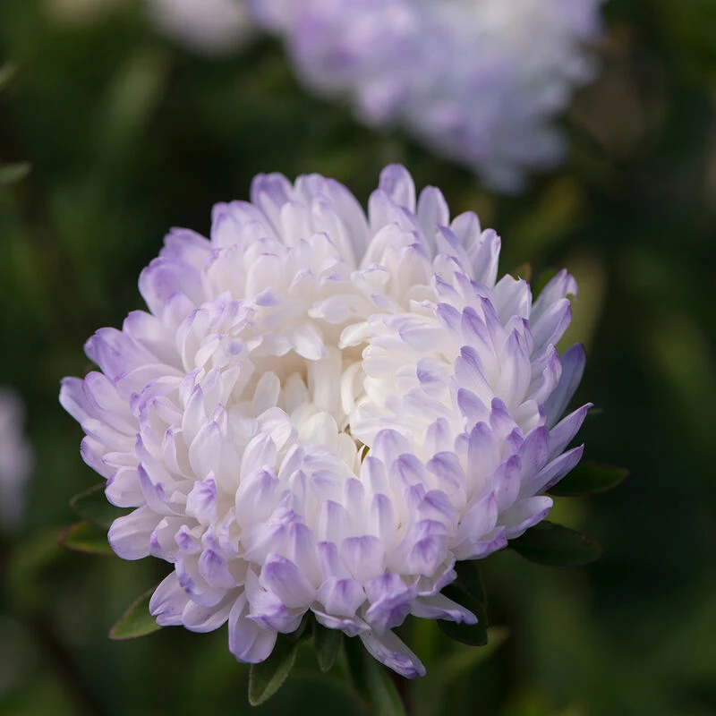 Tower Silver 1 Tower Silver