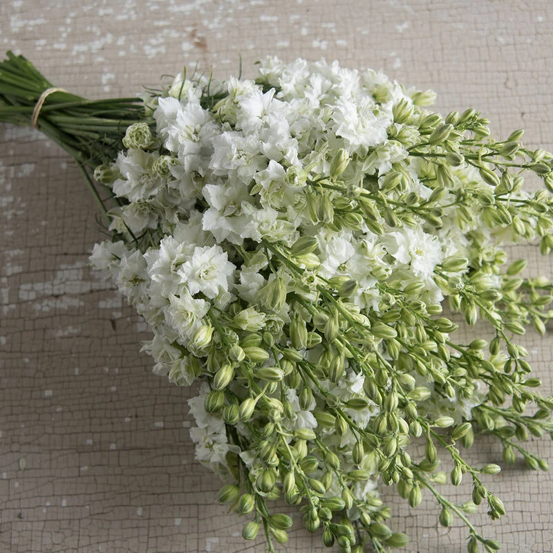 QIS™ White 1 QIS™ White