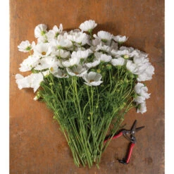 Florabound Sales 16 Florabound Sales -Florabound Sales 03443 02 afternoon white