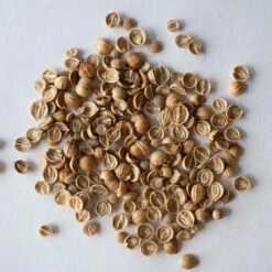 Santo Monogerm -Florabound Sales 03446mg 03 cilantro monogerm 1