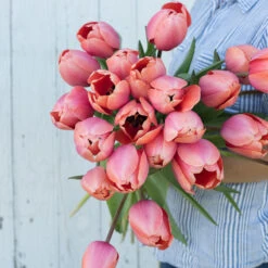 Apricot Impression -Florabound Sales 03471 03 apricot impression