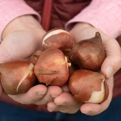 Rococo -Florabound Sales 03471 04 apricot impression 1