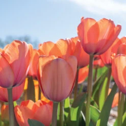 Apricot Impression -Florabound Sales 03471 05 apricot impression