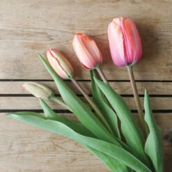 Apricot Impression -Florabound Sales 03471 06 apricot impression