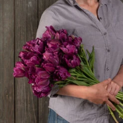 New Products -Florabound Sales 03481 04 negrita double