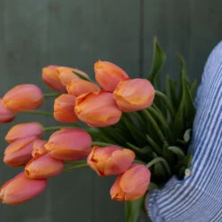 New Products -Florabound Sales 03482 02 dordonge